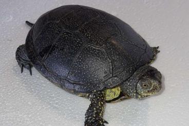 Turtles kaufen und verkaufen Photo: Sumpfschildkröten ( Emys orbicularis) Turtles kaufen und verkaufen Photo: Sumpfschildkröten ( Emys orbicularis)