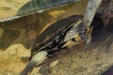 Sumpfschildkröten kaufen und verkaufen Foto: Sumpfschildkröten ( Emys orbicularis) Sumpfschildkröten kaufen und verkaufen Foto: Sumpfschildkröten ( Emys orbicularis)