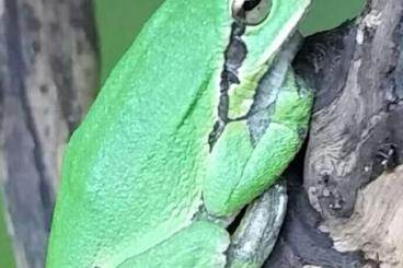 newts and salamanders kaufen und verkaufen Photo: Amphibien aus ganzjähriger Freilandhaltung newts and salamanders kaufen und verkaufen Photo: Amphibien aus ganzjähriger Freilandhaltung