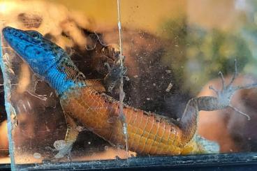 Lizards kaufen und verkaufen Photo: Eidechsen aus ganzjähriger Freilandhaltung Lizards kaufen und verkaufen Photo: Eidechsen aus ganzjähriger Freilandhaltung