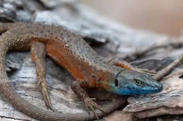Lizards kaufen und verkaufen Photo: Eidechsen aus ganzjähriger Freilandhaltung Lizards kaufen und verkaufen Photo: Eidechsen aus ganzjähriger Freilandhaltung