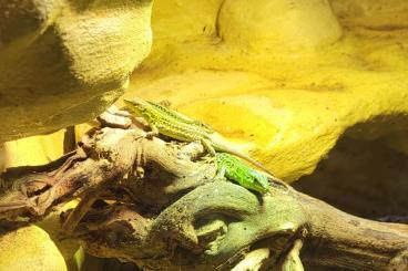 Lizards kaufen und verkaufen Photo: Eidechsen aus ganzjähriger Freilandhaltung Lizards kaufen und verkaufen Photo: Eidechsen aus ganzjähriger Freilandhaltung
