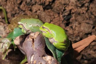 frogs kaufen und verkaufen Photo: Amphibien aus ganzjähriger Freilandhaltung frogs kaufen und verkaufen Photo: Amphibien aus ganzjähriger Freilandhaltung