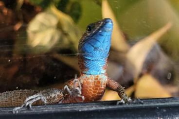 Lizards kaufen und verkaufen Photo: Eidechsen aus ganzjähriger Freilandhaltung Lizards kaufen und verkaufen Photo: Eidechsen aus ganzjähriger Freilandhaltung
