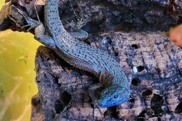 Lizards kaufen und verkaufen Photo: Eidechsen aus ganzjähriger Freilandhaltung Lizards kaufen und verkaufen Photo: Eidechsen aus ganzjähriger Freilandhaltung