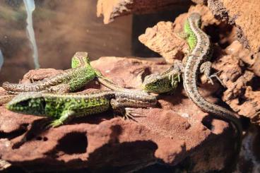 Lizards kaufen und verkaufen Photo: Eidechsen aus ganzjähriger Freilandhaltung Lizards kaufen und verkaufen Photo: Eidechsen aus ganzjähriger Freilandhaltung