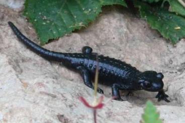 frogs kaufen und verkaufen Photo: Amphibien aus ganzjähriger Freilandhaltung frogs kaufen und verkaufen Photo: Amphibien aus ganzjähriger Freilandhaltung