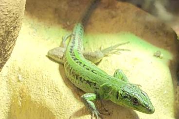 Lizards kaufen und verkaufen Photo: Einheimische Eidechsen aus ganzjähriger Freilandhaltung 