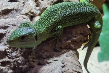 Lizards kaufen und verkaufen Photo: Eidechsen aus ganzjähriger Freilandhaltung Lizards kaufen und verkaufen Photo: Eidechsen aus ganzjähriger Freilandhaltung