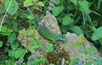 Bild 7/9