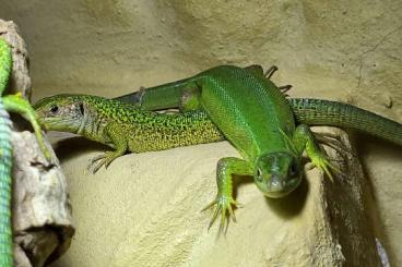 Lizards kaufen und verkaufen Photo: Eidechsen aus ganzjähriger Freilandhaltung Lizards kaufen und verkaufen Photo: Eidechsen aus ganzjähriger Freilandhaltung