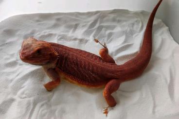 Bearded dragons kaufen und verkaufen Photo: Bartagamen extrem Rot DNZ 24 Rare!!