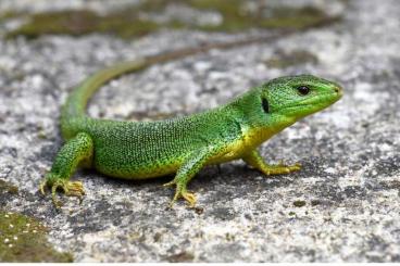 Lizards kaufen und verkaufen Photo: Eidechsen aus ganzjähriger Freilandhaltung Lizards kaufen und verkaufen Photo: Eidechsen aus ganzjähriger Freilandhaltung