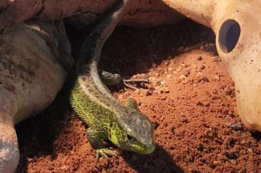 Lizards kaufen und verkaufen Photo: Reptilien aus ganzjähriger Freilandhaltung Lizards kaufen und verkaufen Photo: Reptilien aus ganzjähriger Freilandhaltung