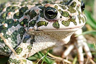 Schwanzlurche kaufen und verkaufen Foto: Amphibien aus ganzjähriger Freilandhaltung Schwanzlurche kaufen und verkaufen Foto: Amphibien aus ganzjähriger Freilandhaltung