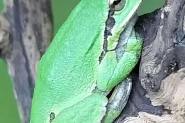 frogs kaufen und verkaufen Photo: Amphibien aus ganzjähriger Freilandhaltung frogs kaufen und verkaufen Photo: Amphibien aus ganzjähriger Freilandhaltung