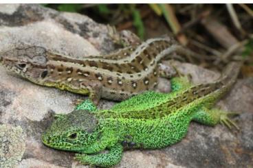 Echsen kaufen und verkaufen Foto: Reptilien teilweise aus ganzjähriger Freilandhaltung Echsen kaufen und verkaufen Foto: Reptilien teilweise aus ganzjähriger Freilandhaltung