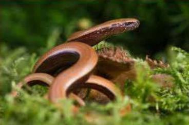 Echsen kaufen und verkaufen Photo: Reptilien teilweise aus ganzjähriger Freilandhaltung Echsen kaufen und verkaufen Photo: Reptilien teilweise aus ganzjähriger Freilandhaltung