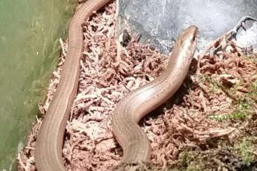 Echsen kaufen und verkaufen Photo: Reptilien teilweise aus ganzjähriger Freilandhaltung Echsen kaufen und verkaufen Photo: Reptilien teilweise aus ganzjähriger Freilandhaltung