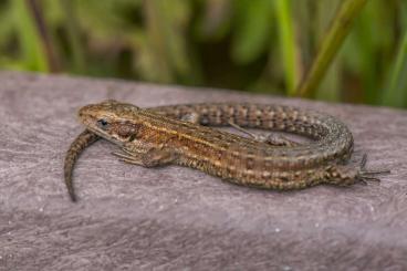 Echsen kaufen und verkaufen Photo: Reptilien teilweise aus ganzjähriger Freilandhaltung Echsen kaufen und verkaufen Photo: Reptilien teilweise aus ganzjähriger Freilandhaltung