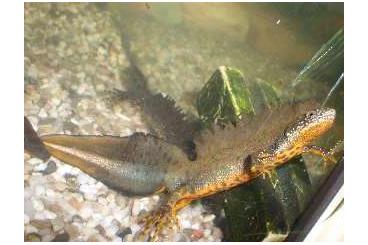 Schwanzlurche kaufen und verkaufen Photo: Amphibien aus ganzjähriger Freilandhaltung Schwanzlurche kaufen und verkaufen Photo: Amphibien aus ganzjähriger Freilandhaltung