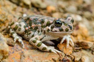 Frösche kaufen und verkaufen Photo: Amphibien aus ganzjähriger Freilandhaltung Frösche kaufen und verkaufen Photo: Amphibien aus ganzjähriger Freilandhaltung