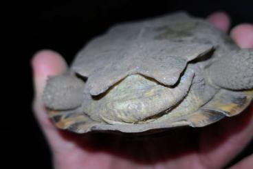 Tortoises kaufen und verkaufen Photo: Malacochersus tornieri 1.0 Nz 22 Tortoises kaufen und verkaufen Photo: Malacochersus tornieri 1.0 Nz 22