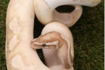 Königspythons kaufen und verkaufen Foto: 1.0 vpi axanthic banana piebald cb21