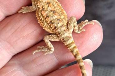 Bearded dragons kaufen und verkaufen Photo: Für Terra Rep 1.Juni Bartagamen/Zwergbartagamen Bearded dragons kaufen und verkaufen Photo: Für Terra Rep 1.Juni Bartagamen/Zwergbartagamen