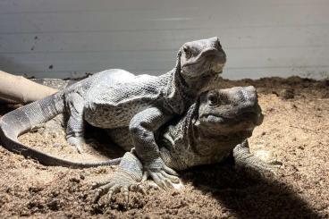 Lizards kaufen und verkaufen Photo: Varanus albigularis albigularis adult