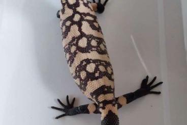 other lizards kaufen und verkaufen Photo: Heloderma suspectum cinctum - Gila NZ20 & NZ21