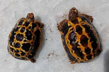 Schildkröten kaufen und verkaufen Foto: Pyxis arachnoides arachnoides Schildkröten kaufen und verkaufen Foto: Pyxis arachnoides arachnoides