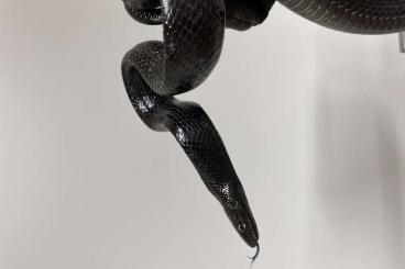 Snakes kaufen und verkaufen Photo: Schlangen /snakes Hamm 09.12. oder Versand /shipping