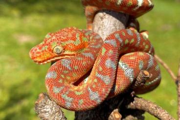 Schlangen kaufen und verkaufen Foto: Corallus caninus Emerald Tree Boa