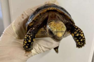 Turtles and Tortoises kaufen und verkaufen Photo: Landschildkröten / Tortoises Hamm 11.03.2023