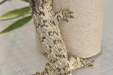 Geckos kaufen und verkaufen Foto: 0.0.2 Leachianus bayonese Geckos kaufen und verkaufen Foto: 0.0.2 Leachianus bayonese