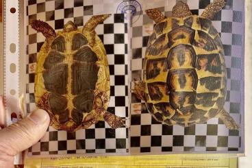 Schildkröten kaufen und verkaufen Foto: Testudo hermanni hermanni adult Schildkröten kaufen und verkaufen Foto: Testudo hermanni hermanni adult