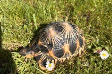 Schildkröten kaufen und verkaufen Foto: Astrochelys radiata high yellow 2020 Schildkröten kaufen und verkaufen Foto: Astrochelys radiata high yellow 2020