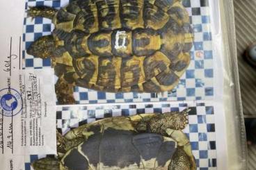 Landschildkröten kaufen und verkaufen Foto: Testudo hermanni hermanni adulte Männchen