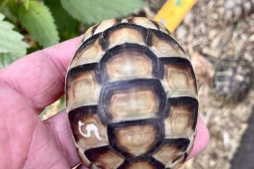 Tortoises kaufen und verkaufen Photo: Astrochelys radiata - Testudo hermanni hermanni, Testudo marginata 