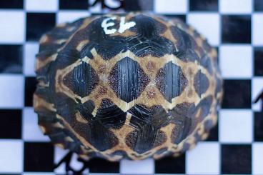 Turtles and Tortoises kaufen und verkaufen Photo: Astrochelys radiata own offspring