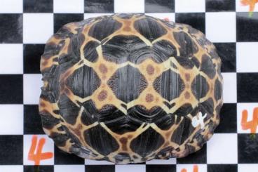 Landschildkröten kaufen und verkaufen Foto: Astrochelys radiata Nachzuchten 