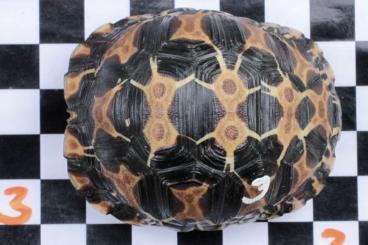 Turtles and Tortoises kaufen und verkaufen Photo: Astrochelys radiata Nachzuchten 2022