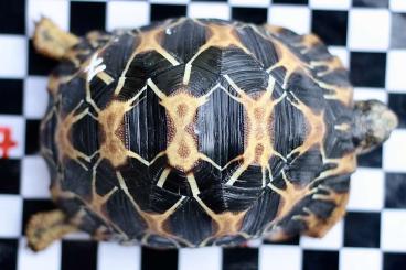 Tortoises kaufen und verkaufen Photo: Astrochelys radiata 2022 2023