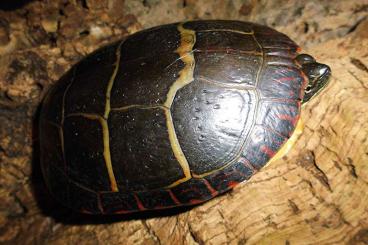 Turtles and Tortoises kaufen und verkaufen Photo: 1,2 Chrysemys picta picta, Östliche Zierschildkröte