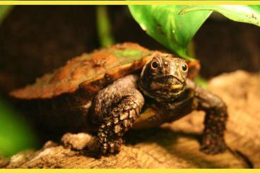 Turtles and Tortoises kaufen und verkaufen Photo: Zackenerdschildkröten Geoemyda spengleri