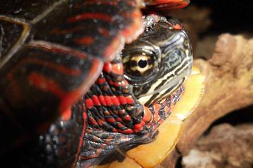 Schildkröten kaufen und verkaufen Foto: Chrysemys picta picta, Östliche Zierschildkröte Schildkröten kaufen und verkaufen Foto: Chrysemys picta picta, Östliche Zierschildkröte