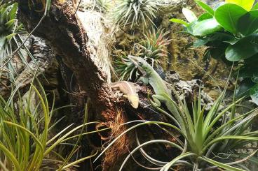 Echsen  kaufen und verkaufen Foto: Anolis porcatus, Grüner Kuba-Anolis