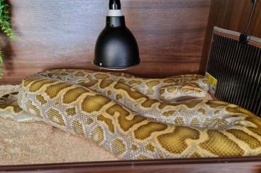 Snakes kaufen und verkaufen Photo: PMB Adult female- Burmese python breedable female!!!! 