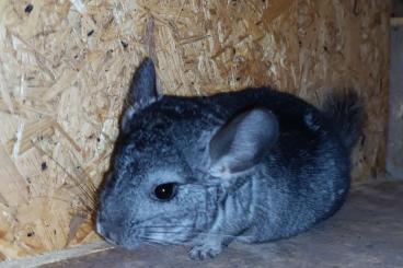 Exotische Säuger kaufen und verkaufen Foto: Chinchilla.    Chinchilla 